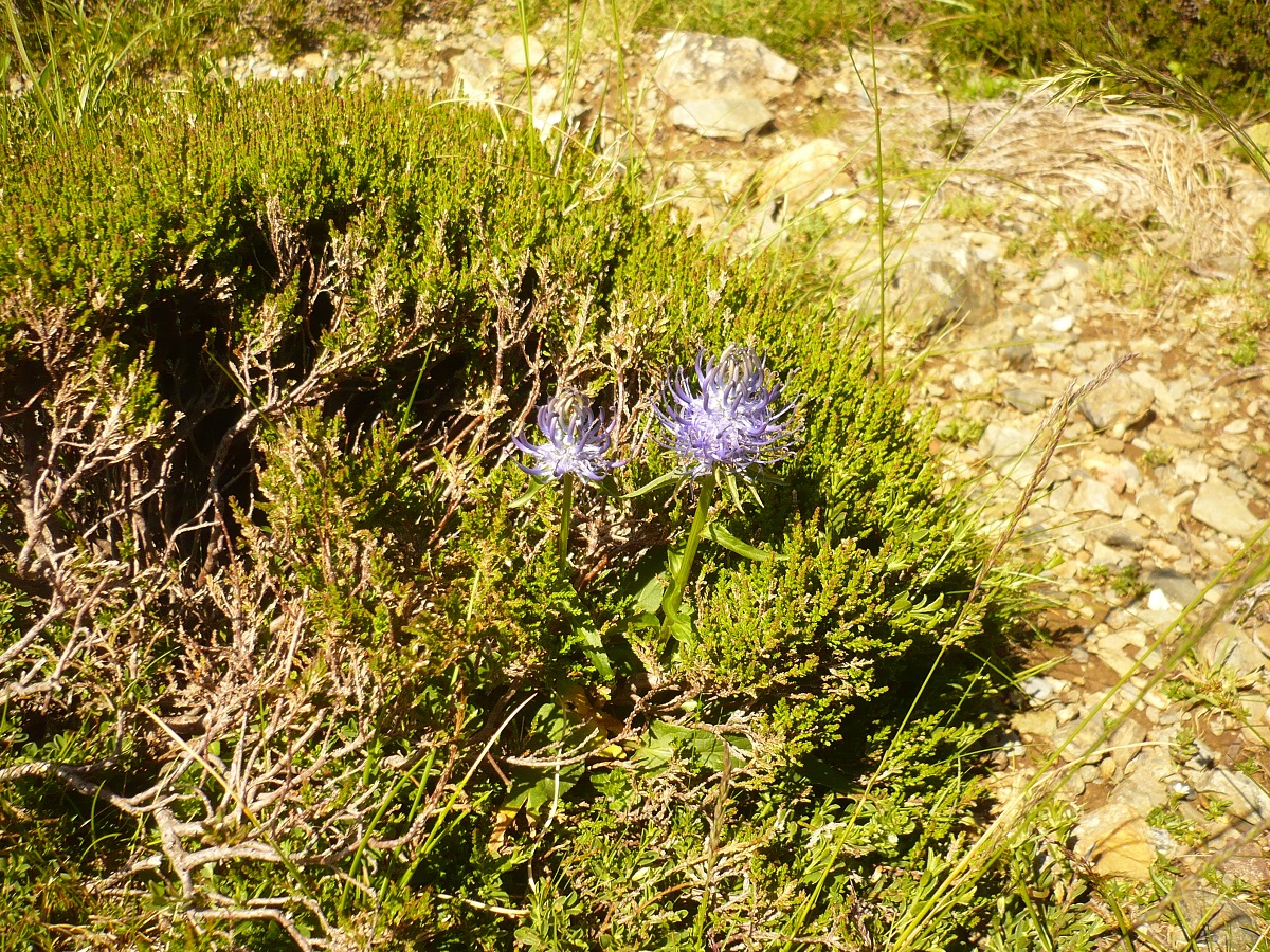 Phyteuma pyrenaicum (Campanulaceae)